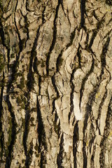 The trunk of a huge poplar. Beautiful texture of the bark of plants. Wood