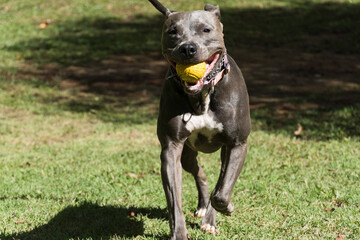 Pit bull dog playing with the ball in the garden of the house. Sunny day