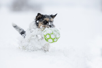 small dog  runs fast over a meadow in the snowy winter wears a warm coat  and holding a ball in its mouth