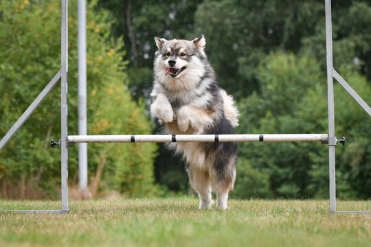 Photo of a Finnish Lapphund dog jumping