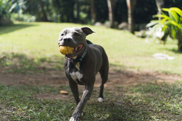Pit bull dog playing with the ball in the garden of the house. Sunny day