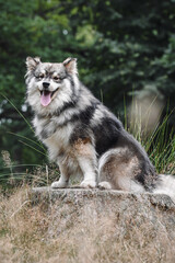 Portrait of a young Finnish Lapphund dog