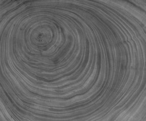 Fototapeta na wymiar gray Cross section of tree trunk showing growth rings