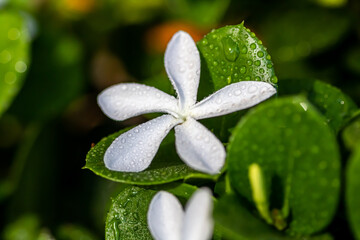 lily of the valley with dew drops