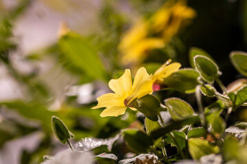 yellow flower on green