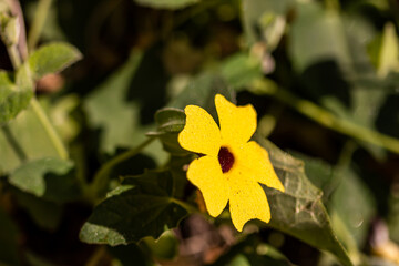 yellow flower on green