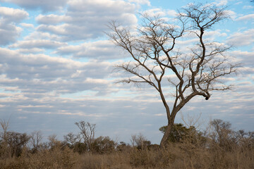 Obraz premium Beautiful landscape near bushmen area. Kalahari, Namibia