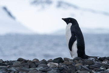 Obraz premium Adélie penguin in Antarctica