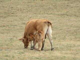 livestock cows animals mammals meat milk green meadows