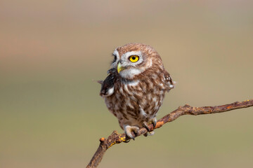 Little owl. (Athene noctua). Nature background. 