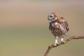 Little owl. (Athene noctua). Nature background. 