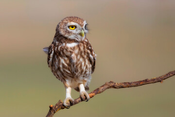 Little owl. (Athene noctua). Nature background. 