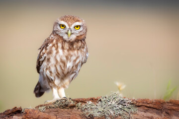 Little owl. (Athene noctua). Nature background. 