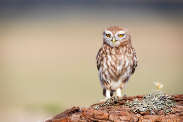 Little owl. (Athene noctua). Nature background. 