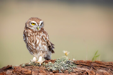 Little owl. (Athene noctua). Nature background. 