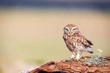 Little owl. (Athene noctua). Nature background. 