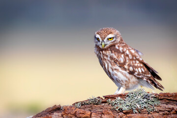 Little owl. (Athene noctua). Nature background. 