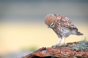 Little owl. (Athene noctua). Nature background. 