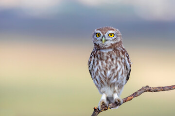 Little owl. (Athene noctua). Nature background. 