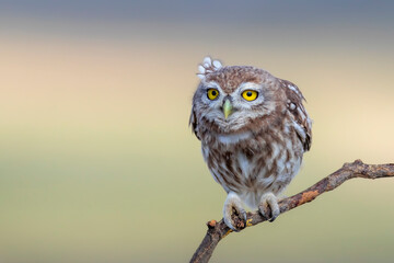 Little owl. (Athene noctua). Nature background. 