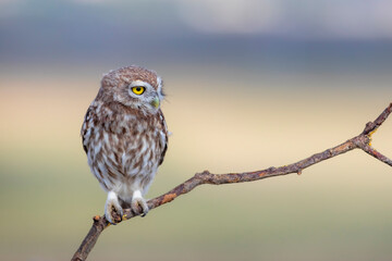 Little owl. (Athene noctua). Nature background. 