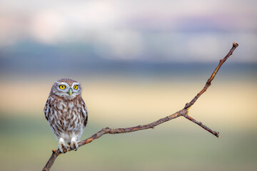 Little owl. (Athene noctua). Nature background. 