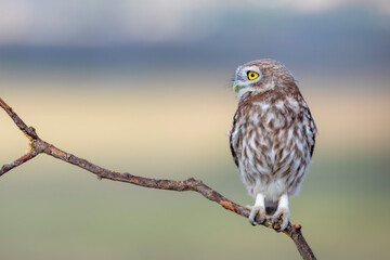 Little owl. (Athene noctua). Nature background. 