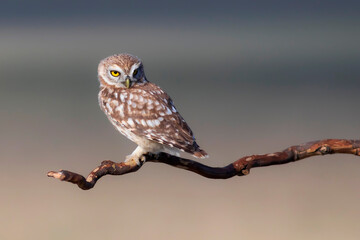 Little owl. (Athene noctua). Nature background. 