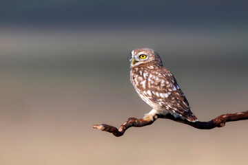 Little owl. (Athene noctua). Nature background. 