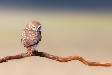 Little owl. (Athene noctua). Nature background. 
