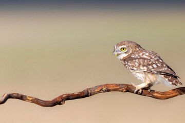 Little owl. (Athene noctua). Nature background. 