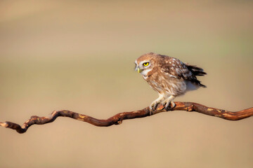 Little owl. (Athene noctua). Nature background. 