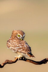 Little owl. (Athene noctua). Nature background. 