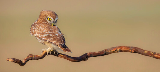 Little owl. (Athene noctua). Nature background. 