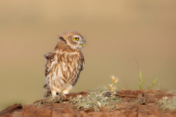 Little owl. (Athene noctua). Nature background. 