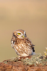 Little owl. (Athene noctua). Nature background. 