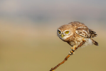 Little owl. (Athene noctua). Nature background. 
