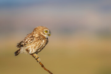 Little owl. (Athene noctua). Nature background. 