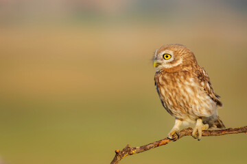 Little owl. (Athene noctua). Nature background. 