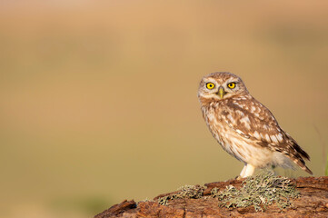 Little owl. (Athene noctua). Nature background. 