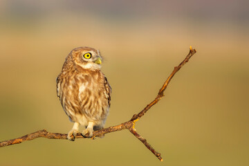Little owl. (Athene noctua). Nature background. 