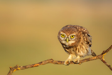 Little owl. (Athene noctua). Nature background. 