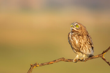 Little owl. (Athene noctua). Nature background. 
