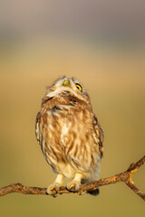 Little owl. (Athene noctua). Nature background. 