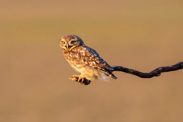 Little owl. (Athene noctua). Nature background. 