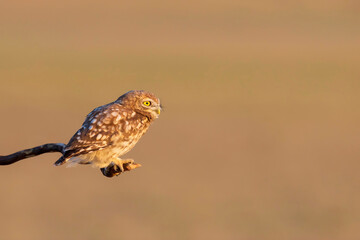 Little owl. (Athene noctua). Nature background. 