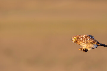 Little owl. (Athene noctua). Nature background. 