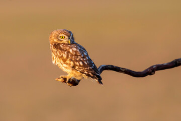 Little owl. (Athene noctua). Nature background. 