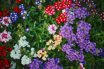 Verbena hybrid flowers blooming in park. Close up with selected focus.