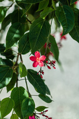 red berries on a tree